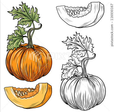 Collection of hand drawn pumpkins vector illustrations. Plants sketches. Perfect for recipes, menu, label, icon, packaging. Vintage pumpkins outlines. Collection of hand drawn pumpkins vector illustrations. Plants sketches. Perfect for recipes, menu, label, icon, packaging. Vintage pumpkins outlines. 116930167