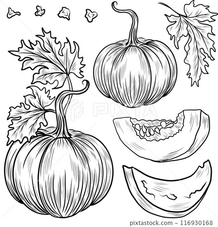 Collection of hand drawn pumpkins vector illustrations. Plants sketches. Perfect for recipes, menu, label, icon, packaging. Vintage pumpkins outlines. Collection of hand drawn pumpkins vector illustrations. Plants sketches. Perfect for recipes, menu, label, icon, packaging. Vintage pumpkins outlines. 116930168