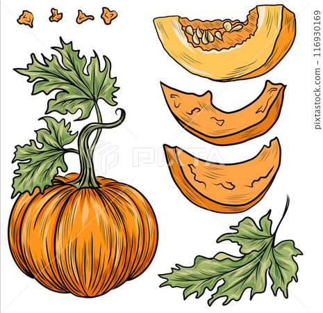 Collection of hand drawn pumpkins vector illustrations. Plants sketches. Perfect for recipes, menu, label, icon, packaging. Vintage pumpkins outlines. Collection of hand drawn pumpkins vector illustrations. Plants sketches. Perfect for recipes, menu, label, icon, packaging. Vintage pumpkins outlines. 116930169