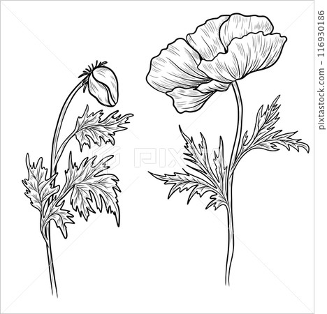 Poppy hand drawn contour flowers. Poppy outlines 116930186
