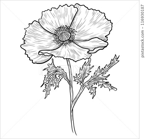 Poppy hand drawn contour flowers. Poppy outlines 116930187