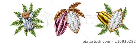 Set compositions with chocolate bar in ripped open foil and green leaves, open cocoa pod, fruits. Hand drawn watercolor beens, realistic organic superfood illustration isolated on background. For 116930288