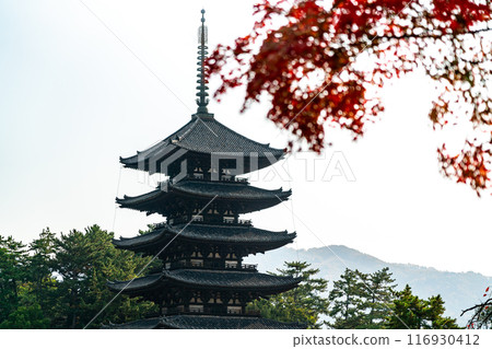 [Nara Prefecture] The five-story pagoda of Kofuku-ji Temple seen through autumn leaves 116930412