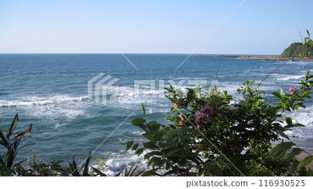 Azalea flowers blooming on the seaside and white waves crashing on the shore 116930525
