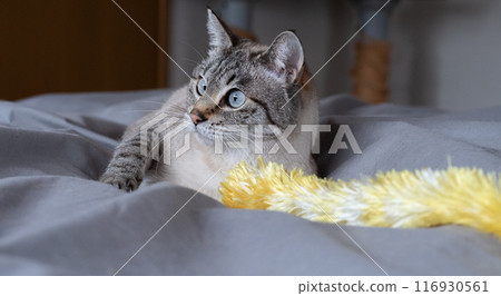 貓玩玩具 116930561