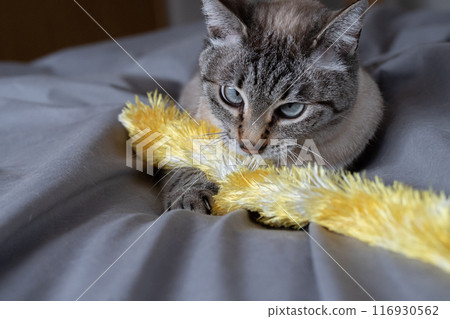 貓玩玩具 116930562