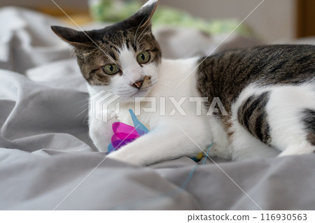 貓玩玩具 Kijitora 貓 116930563