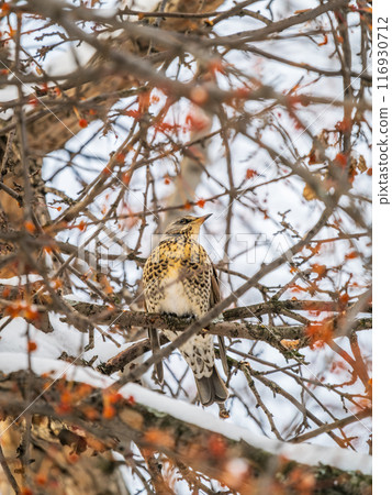 Fieldfare sitting on the bush and feeding on wild red apples in winter or early spring time. Fieldfare sitting on the bush and feeding on wild red apples in winter or early spring time. 116930712
