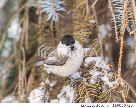 Cute bird the willow tit, song bird sitting on the fir branch with snow in winter 116930729