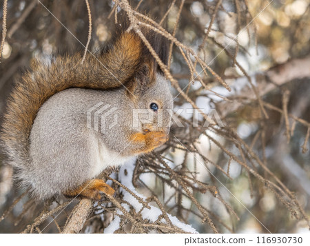 The squirrel with nut sits on tree in the winter or late autumn 116930730