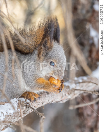 The squirrel with nut sits on tree in the winter or late autumn 116930731