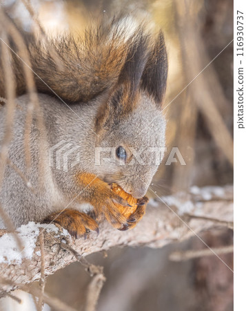 The squirrel with nut sits on tree in the winter or late autumn The squirrel with nut sits on tree in the winter or late autumn 116930737