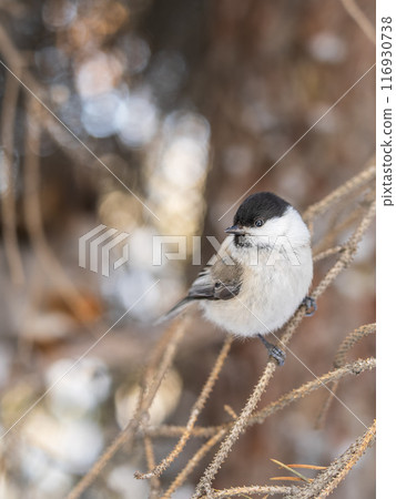 Cute bird the willow tit, song bird sitting on a branch without leaves in the winter. Cute bird the willow tit, song bird sitting on a branch without leaves in the winter. 116930738