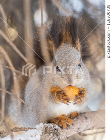 The squirrel with nut sits on tree in the winter or late autumn The squirrel with nut sits on tree in the winter or late autumn 116930739