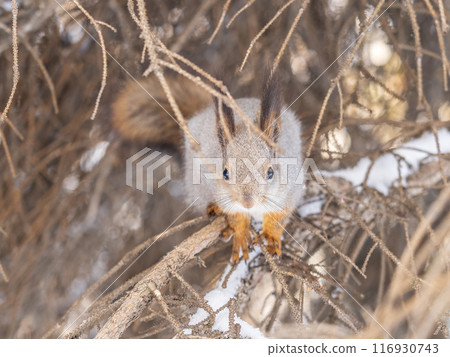 The squirrel sits on a branches without leaves in the winter or autumn The squirrel sits on a branches without leaves in the winter or autumn 116930743