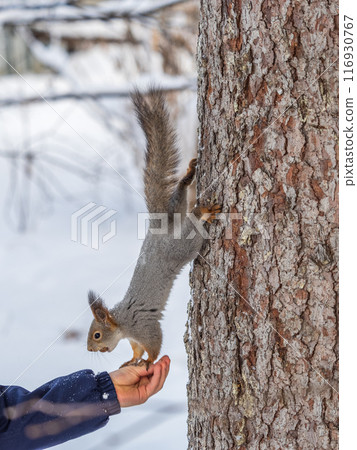 Squirrel eats nuts from a man's hand. Caring for animals in winter or autumn. 116930767