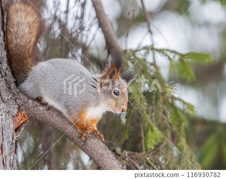 The squirrel with nut sits on tree in the winter or late autumn 116930782