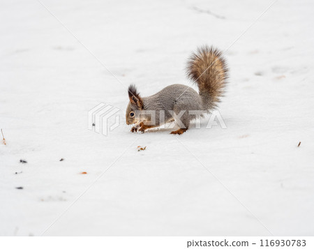 Squirrel hides nuts in the white snow 116930783