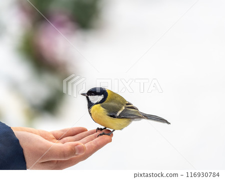 A tit sits on a man's hand and eats seeds. 116930784