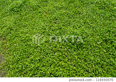 The Water Hyacinth is covering all the river and obstructing water flow. That is the one of water pollution. 116930970