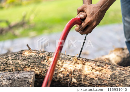 Asian worker saw log, dead tree to small pieces for next process. 116931040