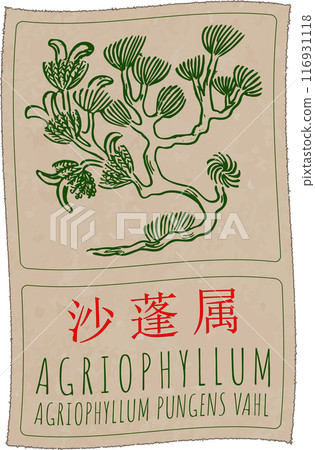 Vector drawing AGRIOPHYLLUM in Chinese. Hand drawn illustration. Latin name is AGRIOPHYLLUM PUNGENS VAHL Vector drawing AGRIOPHYLLUM in Chinese. Hand drawn illustration. Latin name is AGRIOPHYLLUM PUNGENS VAHL 116931118