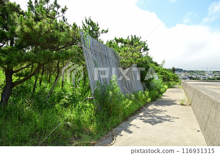 松原抵禦海風 松原抵禦海風 116931315