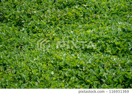 The Water Hyacinth is covering all the river and obstructing water flow. That is the one of water pollution. 116931369