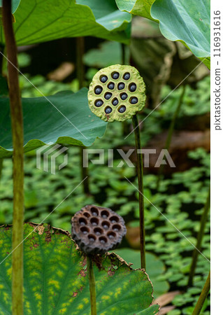 Lotus Lotus 116931616