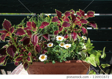 種植錦紫蘇和 calibrachoa 種植錦紫蘇和 calibrachoa 116931672
