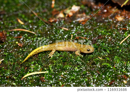 塔戈蠑螈幼體 塔戈蠑螈幼體 116931686