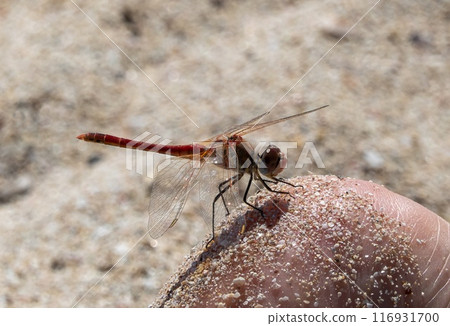 Dragonfly sitting on a finger, in Karpathos, Greece. 116931700