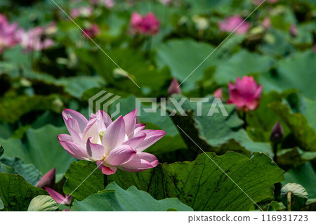 Lotus Lotus 116931723