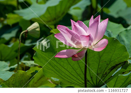Lotus Lotus 116931727