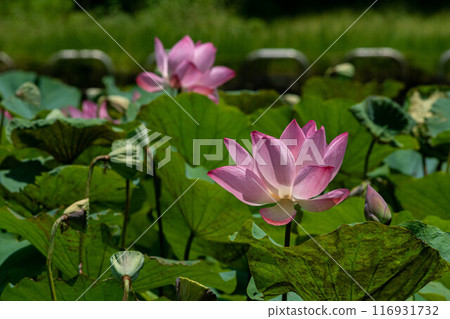 Lotus 116931732