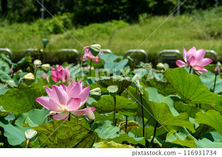 Lotus Lotus 116931734