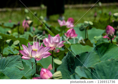 Lotus Lotus 116931736
