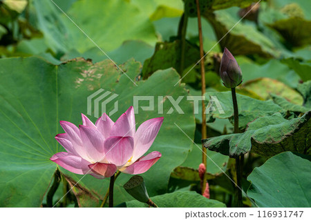 荷花 116931747