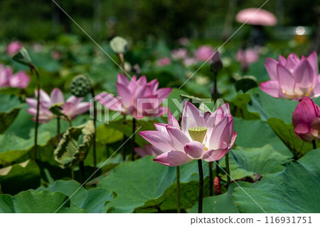 Lotus Lotus 116931751