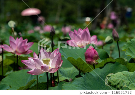 Lotus Lotus 116931752