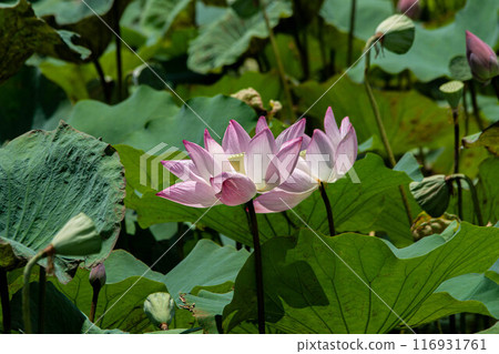  Lotus 116931761