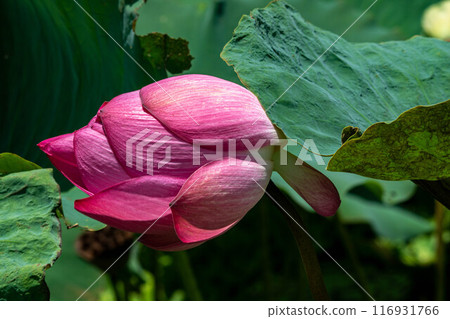 荷花 116931766