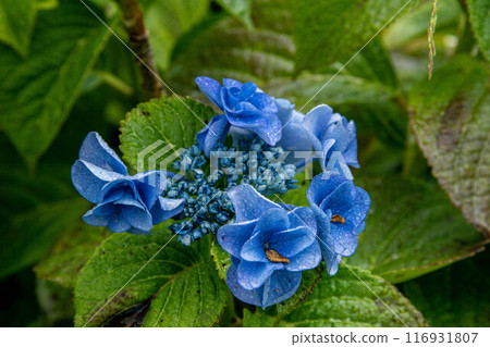 繡球花 116931807