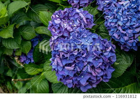 繡球花 116931812