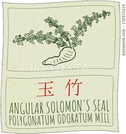 Vector drawing ANGULAR SOLOMON'S SEAL in Chinese. Hand drawn illustration. Latin name is POLYGONATUM ODORATUM MILL Vector drawing ANGULAR SOLOMON'S SEAL in Chinese. Hand drawn illustration. Latin name is POLYGONATUM ODORATUM MILL 116931819