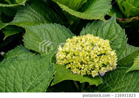 繡球花 繡球花 116931823