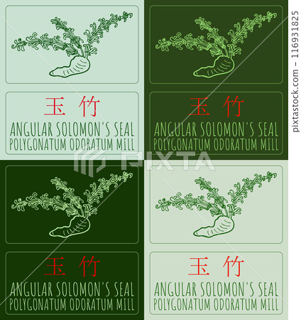 Set of vector drawing ANGULAR SOLOMON'S SEAL in Chinese in various colors. Hand drawn illustration. Latin name is POLYGONATUM ODORATUM MILL. 116931825