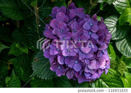 繡球花 繡球花 116931835