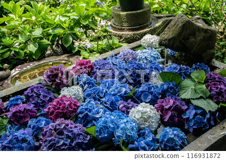 Hydrangea 116931872