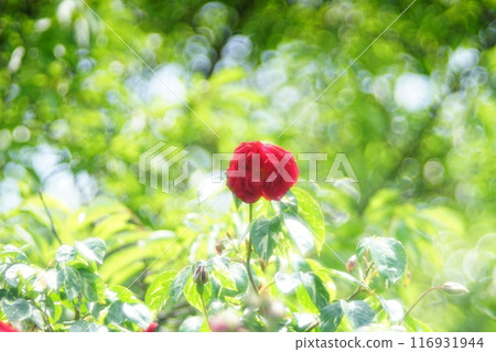 一朵紅玫瑰 一朵紅玫瑰 116931944